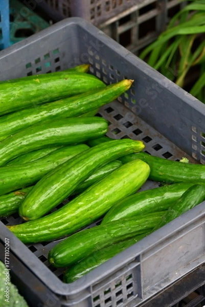 Fototapeta Gray plastic crate filled with bright green elongated cucumbers showing smooth skin and light longitudinal stripes, blurred green plant leaves visible behind, produce vendor display, Taiwan market.