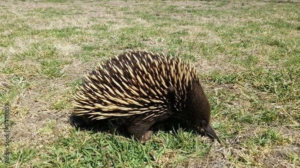 Fototapeta echidna