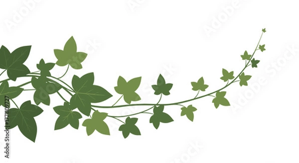 Fototapeta Graceful green ivy vine with stylized leaves in various shades, forming a decorative arch against a pristine white backdrop, ideal for natural designs.
