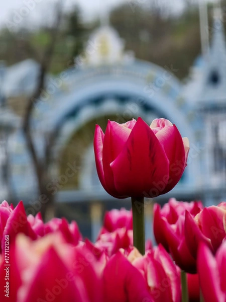 Obraz Macro shot of vibrant tulips with the historic Lermontov Gallery in the background. The delicate petals contrast beautifully with the architectural elegance, capturing a blend of nature and culture.