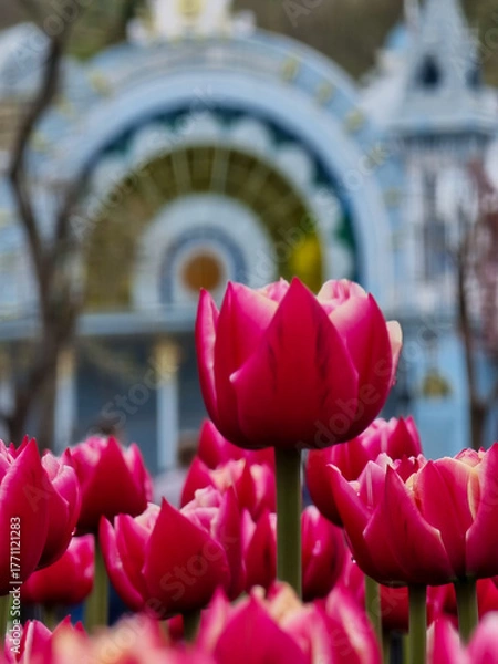 Obraz Macro shot of vibrant tulips with the historic Lermontov Gallery in the background. The delicate petals contrast beautifully with the architectural elegance, capturing a blend of nature and culture.