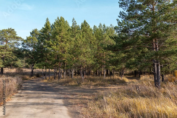 Obraz field road in a pine forest