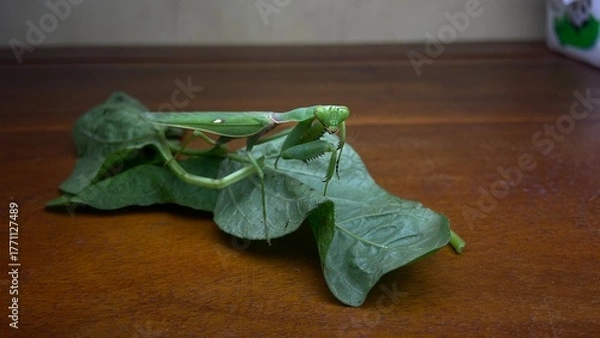 Obraz PRaying mantis pose with vegetable