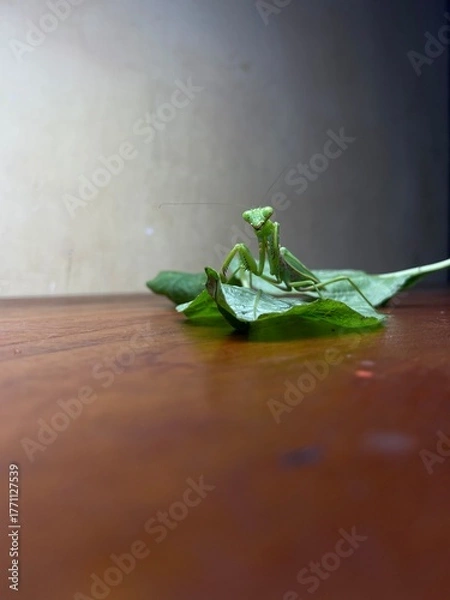 Fototapeta PRaying mantis pose with vegetable