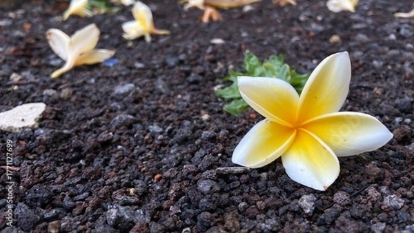Obraz plumeria flowers falling on the ground