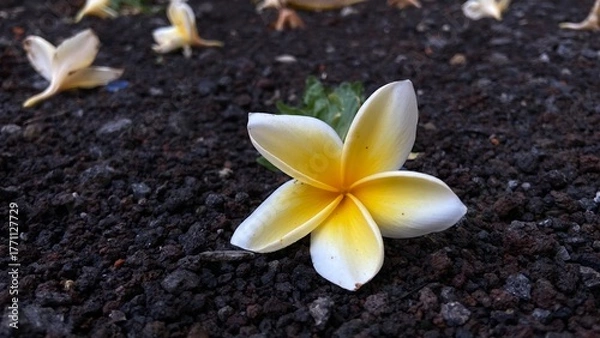 Obraz plumeria flowers falling on the ground