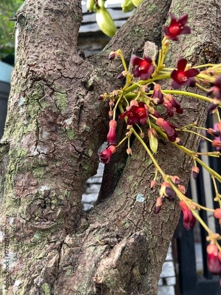 Obraz Averrhoa bilimbi, star fruit with sour taste