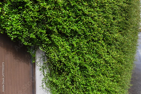 Obraz 生い茂るワイヤープランツ