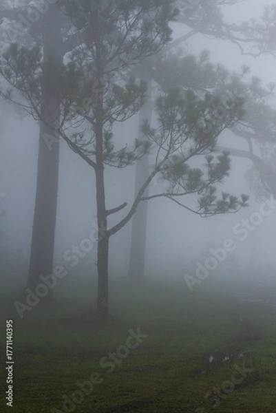 Fototapeta fog in the forest