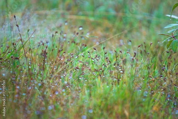 Fototapeta green grass with dew drops