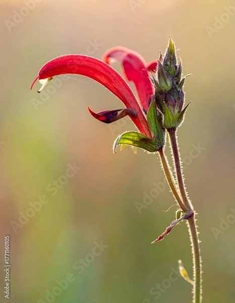 Obraz Close-up of vibrant red tubular flower head and bud with stem