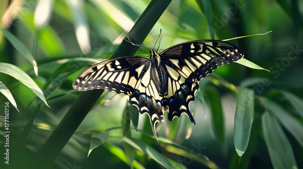Obraz Butterfly perched on green plant