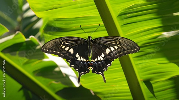 Obraz Butterfly on green leaf