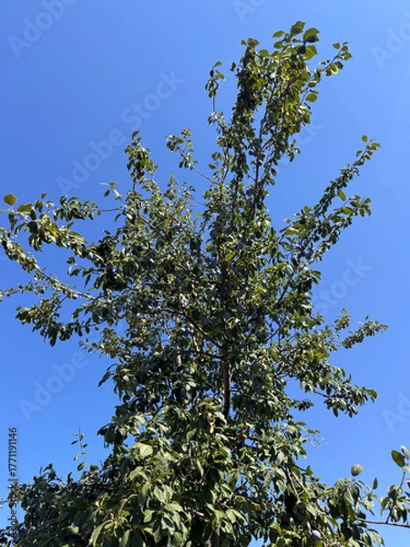 Obraz plums growing on fruit tree against blue sky on a sunny day
