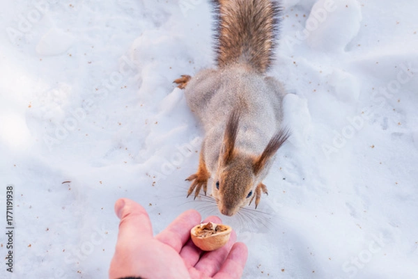 Obraz Squirrel eats nuts from a man's hand. Caring for animals in winter or autumn.