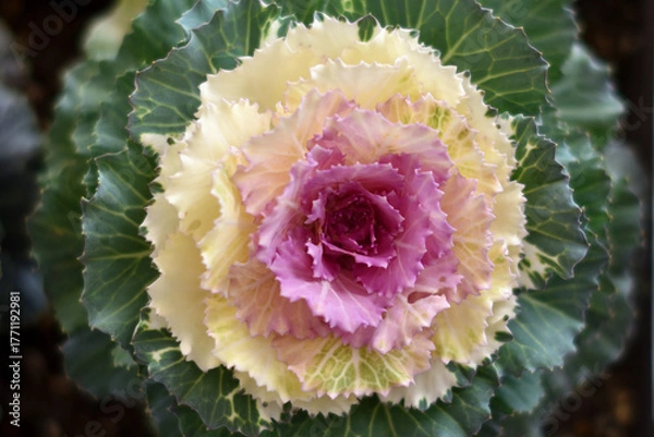 Fototapeta ハボタン