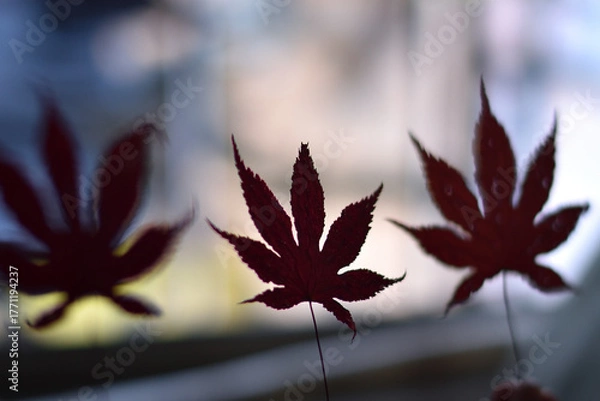 Fototapeta もみじの葉