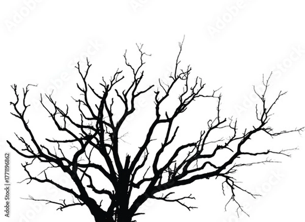 Obraz Silhouette of bare tree with branches isolated on white. Black and white vector illustration
