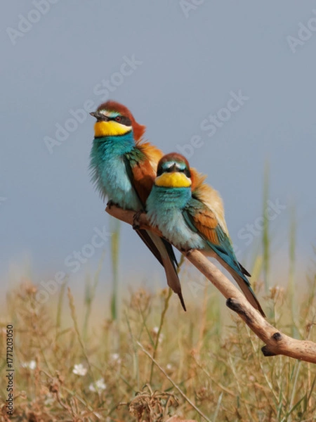 Obraz PAREJA DE ABEJARUCOS MEROPS APIASTER