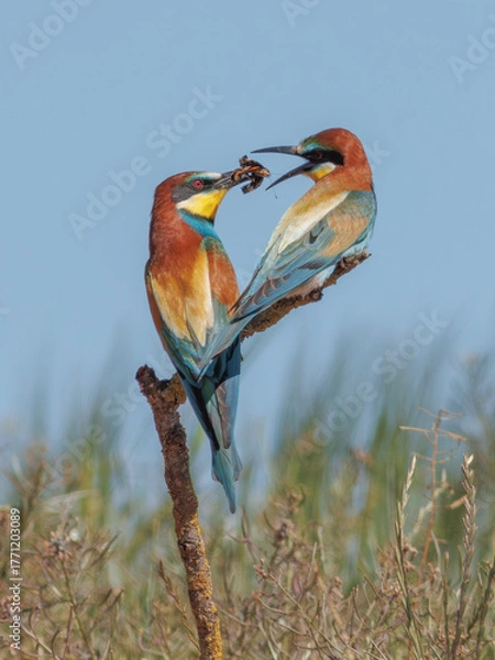 Obraz PAREJA DE ABEJARUCOS MEROPS APIASTER