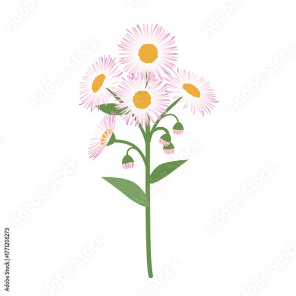 Obraz ハルジオンのイラスト