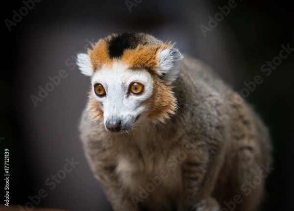 Obraz close-up of a sitting crowned lemur