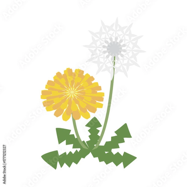 Obraz タンポポと綿毛のイラスト