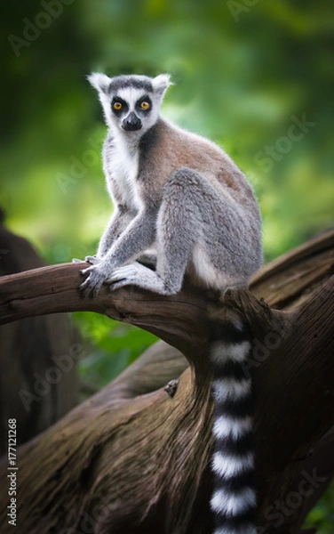 Obraz ring-tailed lemur sitting on a branch and staring