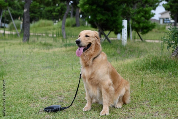 Obraz ゴールデンレトリバー