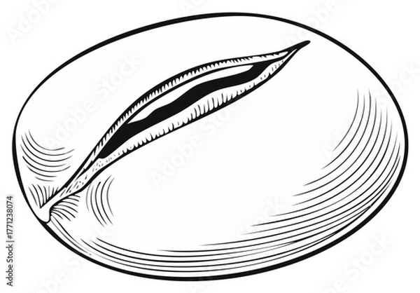 Fototapeta Engraved Style Illustration of a Coffee Bean Seed in Black and White Ink