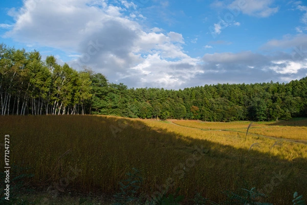 Fototapeta 高原の青空
