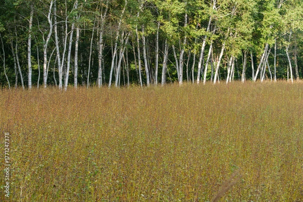 Fototapeta 白樺とソバ畑