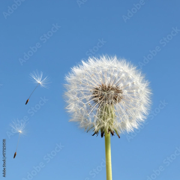 Fototapeta 민들레 홀씨 사진