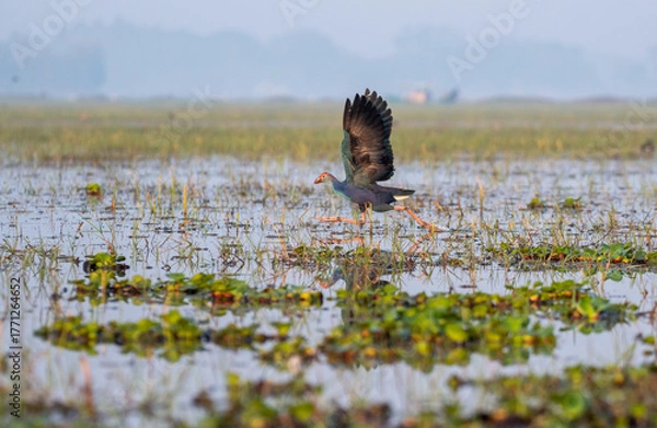 Fototapeta Purple Swamp hen in its habitat in the wetlands. Close up, selective focus.