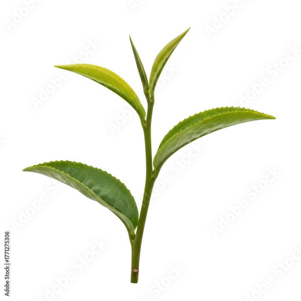 Obraz A fresh green tea plant stem with young leaves and buds, isolated on a transparent background