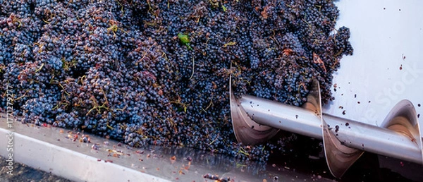 Fototapeta Close-up of red grape destemming and crushing machine in action during wine production process at modern winery
