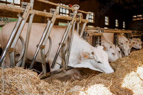 Fototapeta White dairy cows eating hay in a modern barn stall at a rural livestock farm, agricultural feeding concept