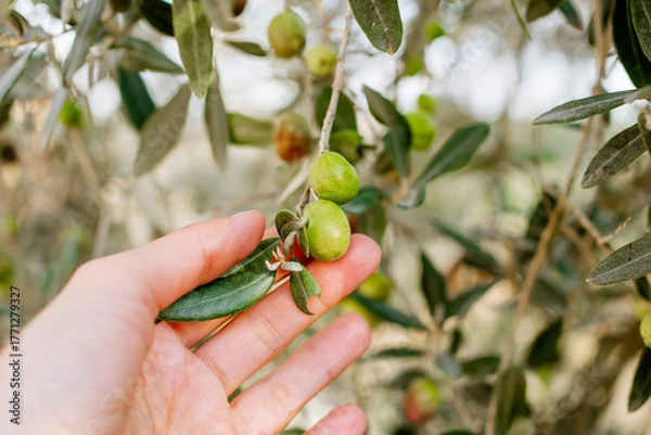 Obraz Hand gently holding green olives on olive tree branch in natural sunlight, Mediterranean agriculture concept