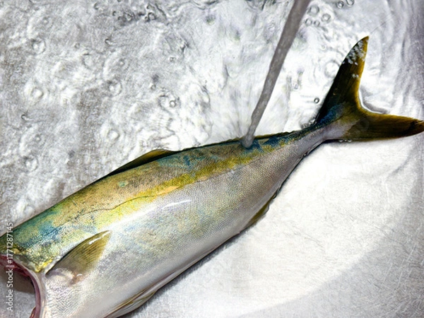 Fototapeta 新鮮なハマチの下処理と洗浄風景