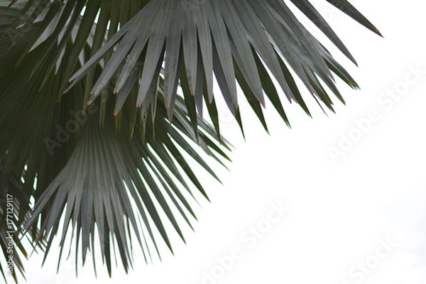 Obraz Palm leaves with white background.