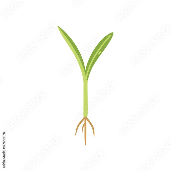 Fototapeta Young green plant seedling with visible roots isolated on white.