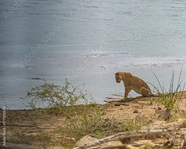 Obraz A Thirsty Lion