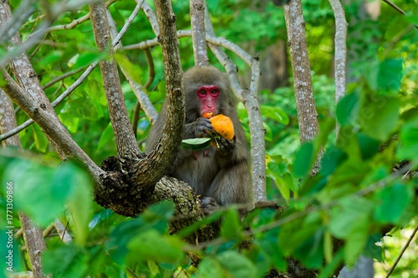 Obraz 柿の木の上で柿を食べる日本猿