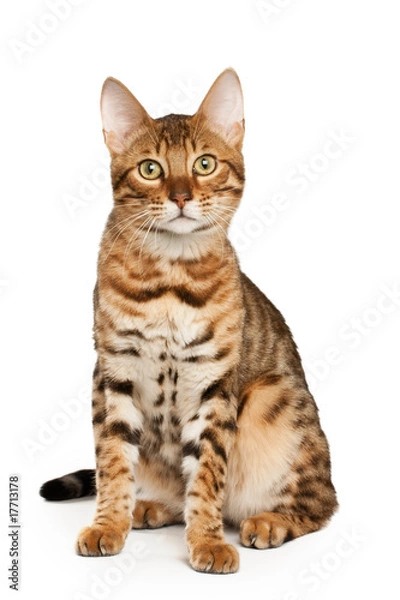 Obraz Bengal cat