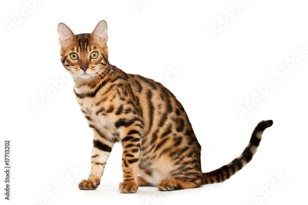 Fototapeta Bengal cat