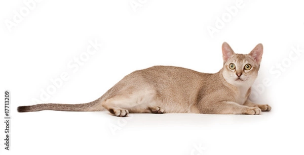 Fototapeta Abyssinian cat