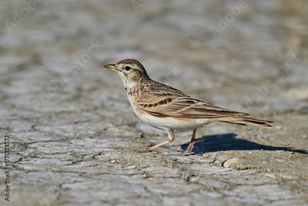 Fototapeta Greater short-toed lark // Kurzzehenlerche (Calandrella brachydactyla) 