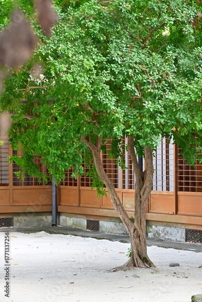 Fototapeta Authentic scene of brown textured tree trunk with lush green canopy in sandy gravel ground beside Japanese style wooden building with lattice sliding doors under natural daylight.