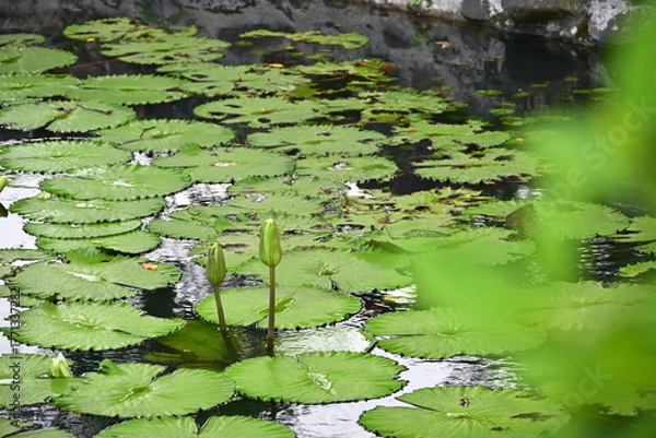 Fototapeta Authentic nature scene of two closed lotus flower buds on slender green stems among round floating lotus leaves on reflective water surface with selective focus and soft background blur.