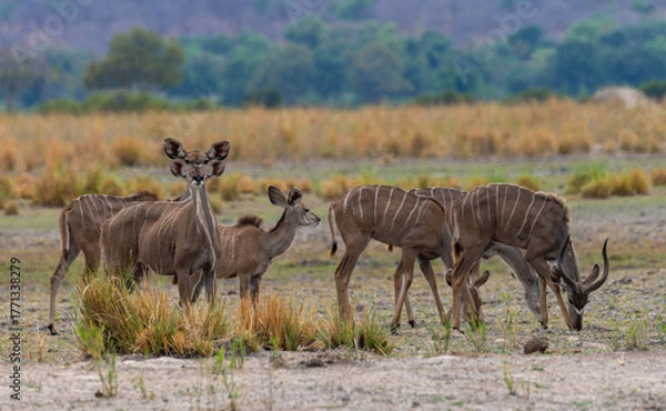 Obraz Group of male and female Kudu, Strepsiceros, on the banks of the Okavango River, Namibia